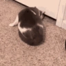 catLeave emote