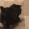 catLeave emote