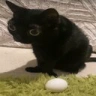 egG emote