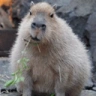 capyNom emote