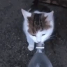 BWAH emote
