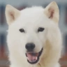 woof emote