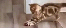 RacerCat emote