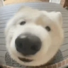WOOF emote