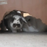 RabbitArrive emote