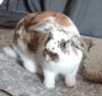RabbitLeave emote