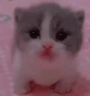 SCARED emote