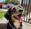 puppoNiceDay emote