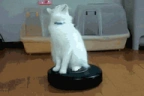 Sqoomba emote