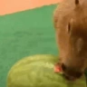 capibaraEating emote