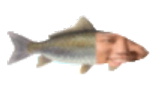 Michael emote