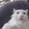 WHATAREYOUTALKINGABOUT emote