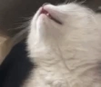 gn emote