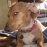 susDog emote