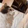 HEADTOTHEFUCKINGWALLL emote