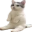 catSitting