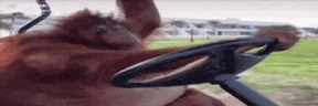 wideMonkeDrive emote