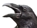 crowScream emote