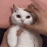 MadgeCat emote