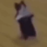 catSpin emote