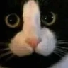 dickface emote