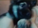 Dogging emote