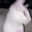 Emote