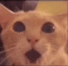CÜS emote