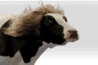 BeautyCow emote
