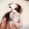 catTail emote