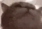 CatBopin emote