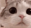 catStaringIntoYourSoul emote