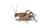 crickets emote