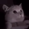 FLASHBANG emote