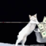 CATBELAUNDERINGTHEMONEY emote