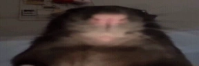 WideratSNIFF emote