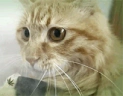 420cat emote