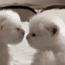 kittyKiss emote