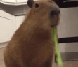 nomming emote