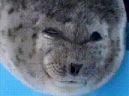 bleh emote