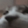 Cheeseburgers emote