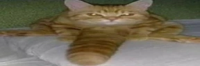 coce emote