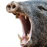 HOGCRAZY emote