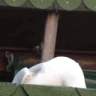 DuckHAHA emote