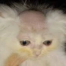 calvo emote