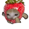 Strawberrycatrun emote