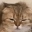 Emote