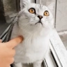 afk emote