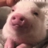 SvinDovolen emote