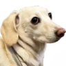 bitFruity emote